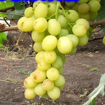Саджанці Винограду Білосніжка - ранній, мускатний, урожайний