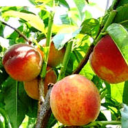 Саджанці Персика Харроу Даймонд (Harrow Diamond) - ранній, урожайний, морозостійкий, фото 2