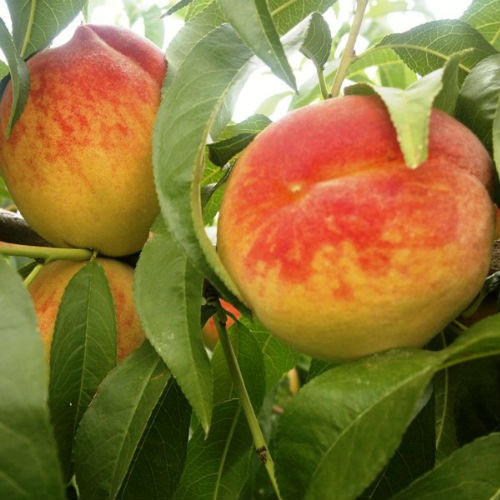 Саджанці Персика Молдавський Жовтий - пізній, великоплідний, зимостійкий, фото 1