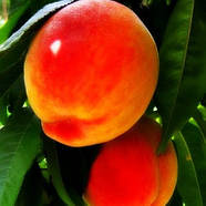 Саджанці Персика Кримський Феєрверк - ранній, урожайний, невибагливий, фото 2