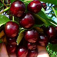 Вишня Чорнокірка - рання, морозостійка, транспортабельна, фото 2