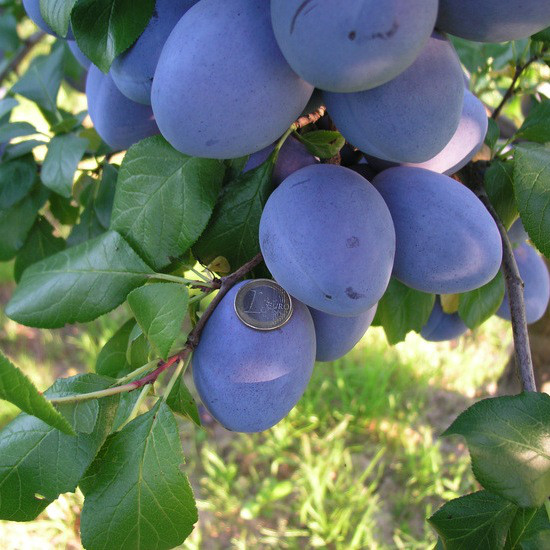 Саджанці Сливи Топ Хіт (Top Hit) - пізнього терміну, великоплідна, зимостійка, фото 1