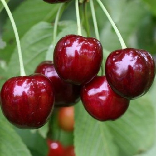 Саджанці Черешні Момент - середнього терміну, скороплідна, соковита, фото 1