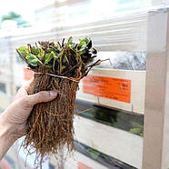 Полуниця Фламенко - великоплідна, солодка, високоврожайна, фото 2