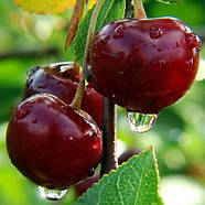 Саджанці Черешні Октавія - пізнього строку, високоврожайна, морозостійка, фото 2