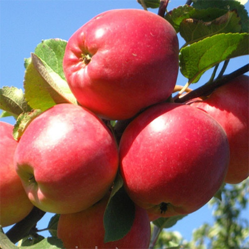 Саджанці Яблуні Апачі - пізня, урожайна, морозостійка, фото 1