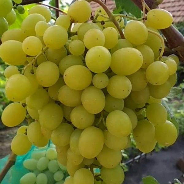 Саджанці Винограду Маруся - раннього терміну, великоплідний, урожайний, фото 1