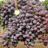 Виноград Кишмиш Юпітер - ароматний, великоплідний, десертний, фото 2