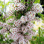 Саджанці Горіха Чекалкіна (Ксантоцерас горобинолистний) - Xanthoceras sorbifolium Р9, фото 2