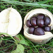 Саджанці Горіха Чекалкіна (Ксантоцерас горобинолистний) - Xanthoceras sorbifolium Р9, фото 3