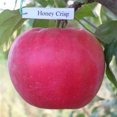 Яблуня Хоней Крісп – зимостійка, врожайна, соковита, фото 1