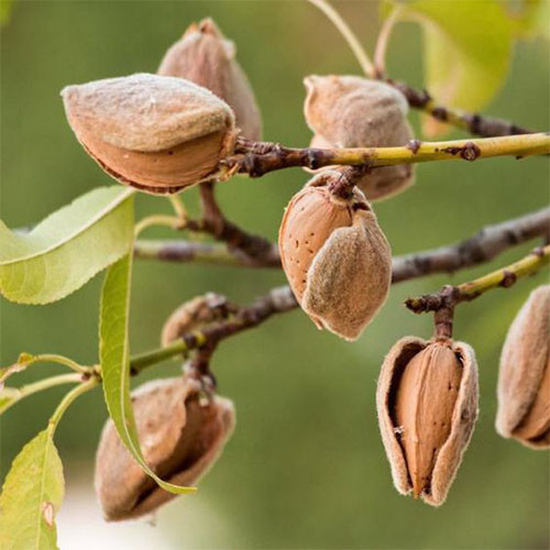 Саджанці мигдалю Звичайний - раннього терміну, високоврожайний, дводомний, фото 1
