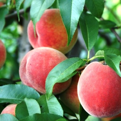 Саджанці Персика Річ Леді (Rich Lady (США)) - середній, високоврожайний, морозостійкий, фото 1