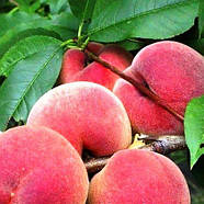 Саджанці Персика Річ Леді (Rich Lady (США)) - середній, високоврожайний, морозостійкий, фото 2