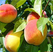 Саджанці Персика Казка - середній, урожайний, зимостійкий, фото 2