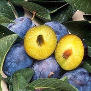 Саджанці Сливи Ганна Шпет - дуже пізня, посухостійка, невибаглива, фото 2