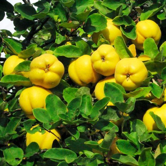 Саджанці Айви Мускатна - середнього терміну, невибаглива, морозостійка, фото 1