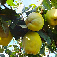 Саджанці Айви Мускатна - середнього терміну, невибаглива, морозостійка, фото 4