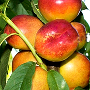 Саджанці Нектарина Септембер Квін (September Queen) - пізній, невибагливий, великоплідний, фото 2