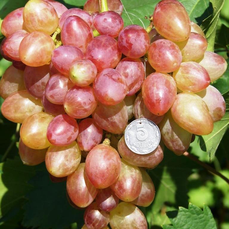 Саджанці Винограду Прометей - раннього терміну, урожайний, морозостійкий, фото 1