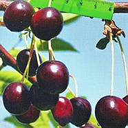 Саджанці Вишні Жуковська - середнього терміну, морозостійкий сорт, фото 2