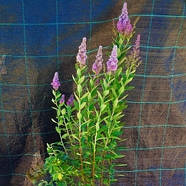 Саджанці Спіреї Білларда (Spiraea billardii) Р9, фото 2