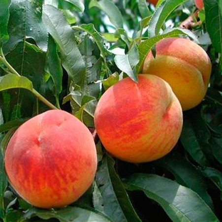 Саджанці Кримська Осінь - пізня, невибагливий, зимостійкий, фото 1