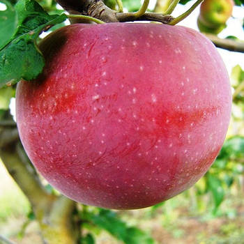 Саджанці Яблуні Аскольда - зимова, крупноплідна, врожайна