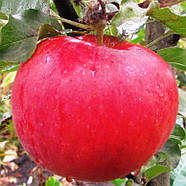 Саджанці Яблуні Аскольда - зимова, крупноплідна, врожайна, фото 2