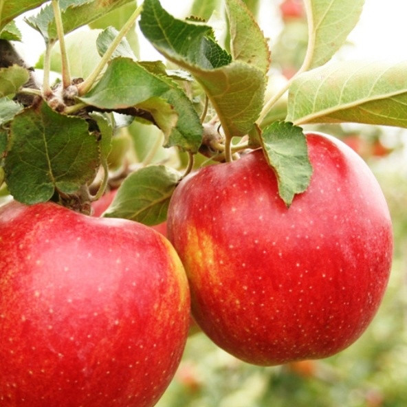Саджанці Яблуні Делікатес - осіння, зимостійка, невибаглива, фото 1