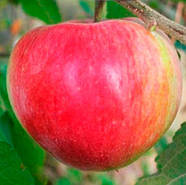Саджанці Яблуні Делікатес - осіння, зимостійка, невибаглива, фото 2