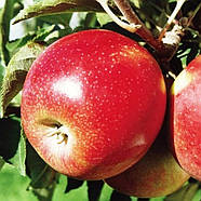 Саджанці Яблуні Канзи - зимова, невибаглива, транспортабельна, фото 2