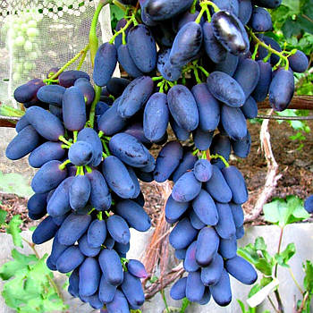 Саджанці Винограду Блек Фінгер (Чорний палець) - пізнього строку, великоплідний, урожайний