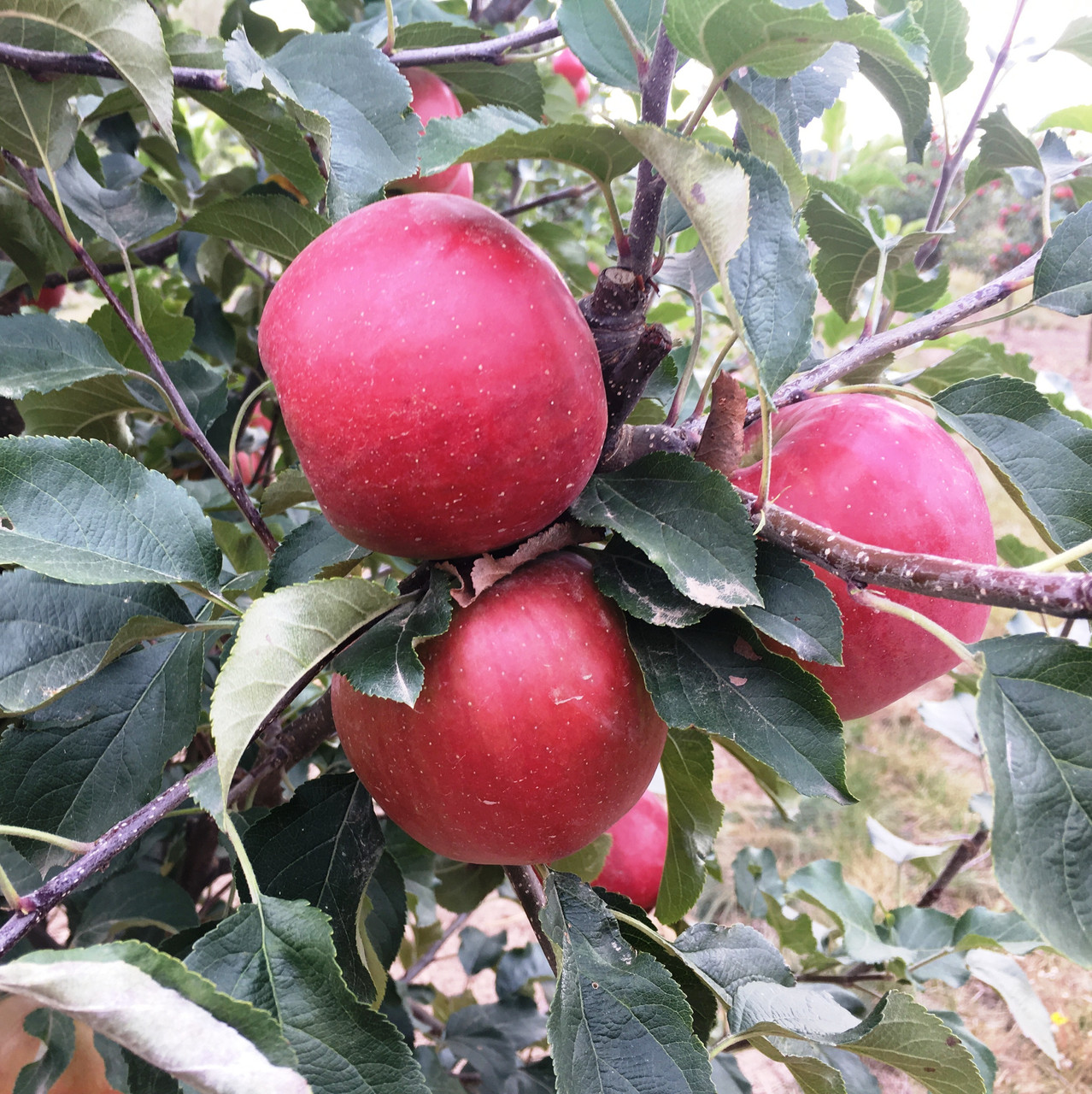 Саджанці Яблуні Розелла - зимова, невибаглива, крупноплідна, фото 1