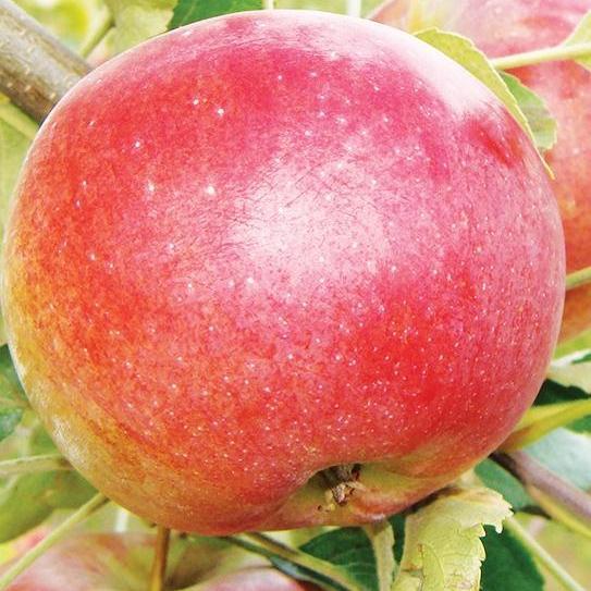 Саджанці Яблуні Сочі-2 - осіння, зимостійка, крупноплідна, фото 1