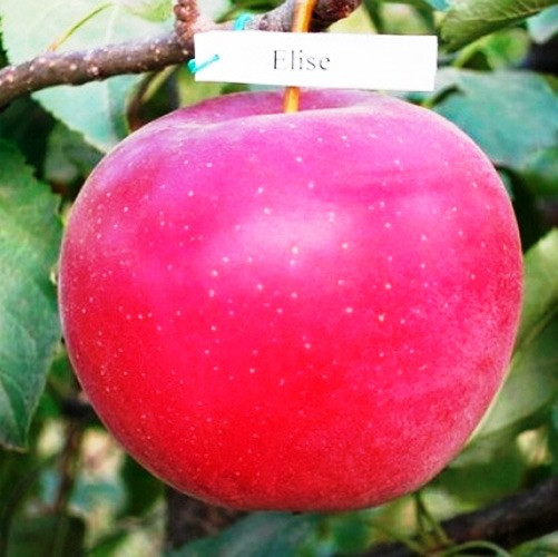 Саджанці Яблуні Еліза (Елізе) - зимова, крупноплідна, зимостійка, фото 1