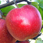 Саджанці Яблуні Еліза (Елізе) - зимова, крупноплідна, зимостійка, фото 2