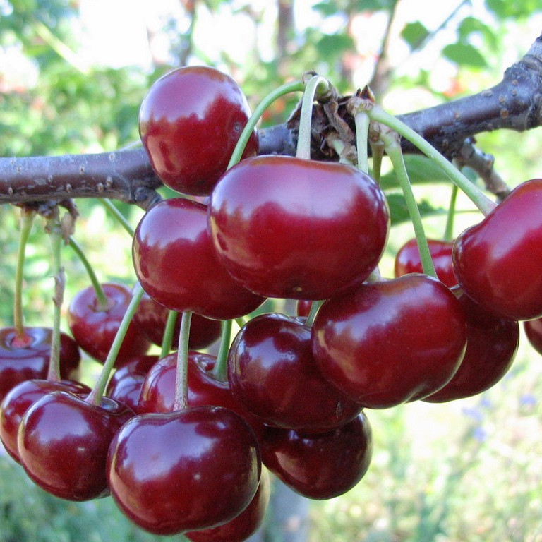 Саджанці Вишні Нічка - середнього терміну, крупноплідна, зимостійка, фото 1