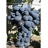 Виноград Забава – солодкий, соковитий, високоврожайний, фото 2