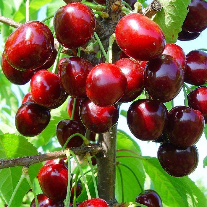 Саджанці Черешні Донецька червона - середнього терміну, невибаглива, солодка, великоплідна, фото 1