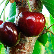 Саджанці Черешні Донецька червона - середнього терміну, невибаглива, солодка, великоплідна, фото 2