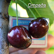 Саджанці Черешні Отрада- середньо-пізнього строку, крупноплідна, морозостійка, фото 2