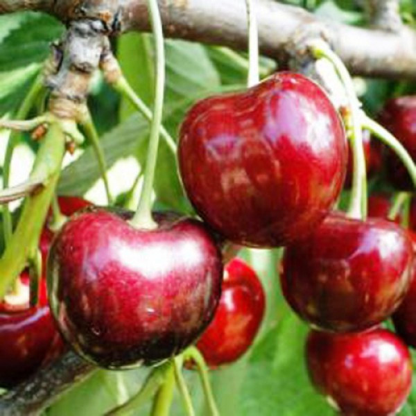 Саджанці Черешні Санберст (Sunburst) - пізнього строку, морозостійка, крупноплідна, фото 1