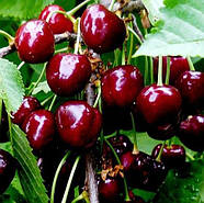 Саджанці Черешні Санберст (Sunburst) - пізнього строку, морозостійка, крупноплідна, фото 2