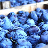 Саджанці Сливи Чачакська Найбільш - пізнього терміну, велика, солодка., фото 2