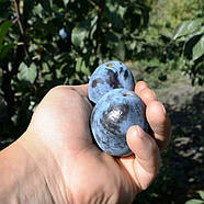 Саджанці Сливи Чачакська Найбільш - пізнього терміну, велика, солодка., фото 3