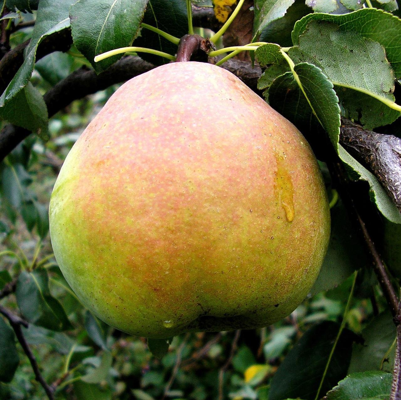 Саджанці Груші Банкетна - осіннього строку, невибаглива, солодка, фото 1