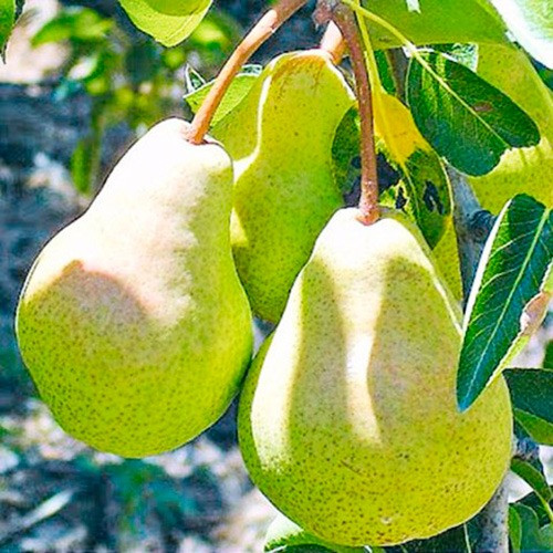 Саджанці Груші Дюшес Ангулем - літньо-осінній термін, солодка, крупноплідна, фото 1