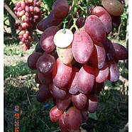 Саджанці Винограду Ася - раннього терміну, великоплідний, урожайний, фото 2