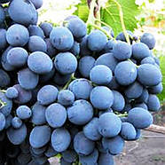 Саджанці Винограду Сфінкс - раннього терміну, урожайний, великоплідний, фото 2